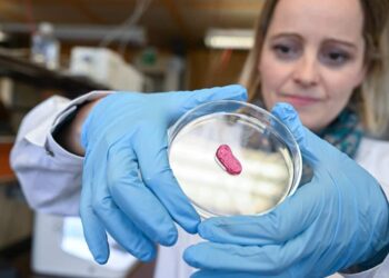 Lab-grown meat: Could Australia change its laws for this 'cell-based'  poultry option? | SBS News